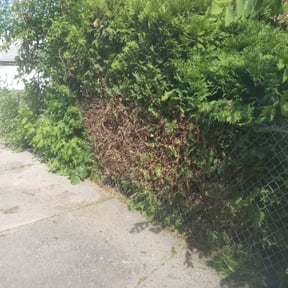 Bush Trimming by Liberty Construction and Maintenance LLC reviewed on August 20, 2025