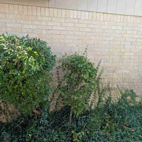 Bush Trimming by Lawn Groomers reviewed on August 27, 2026