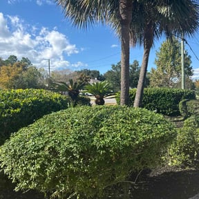 Bush Trimming by Bain &amp; sons outdoors services reviewed on October 22, 2025