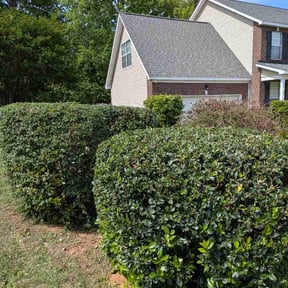 Bush Trimming by Landscape Groomers,LLC reviewed on April 8, 2026