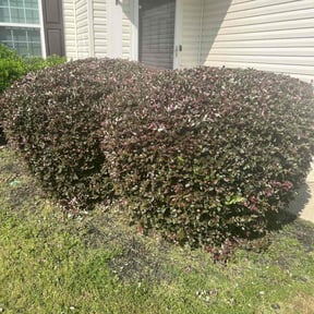 Bush Trimming by Da Grind Lawncare reviewed on November 27, 2025