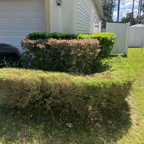 Bush Trimming by Stephenson's Landscaping reviewed on August 20, 2025