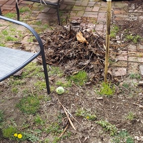 Leaf Removal by Dfw landscape solution reviewed on September 27, 2025