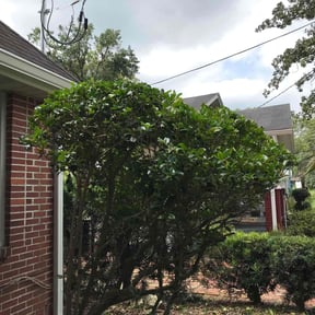 Bush Trimming by Zack&#039;s Yard Maintenance &amp; small engine repair reviewed on August 17, 2025