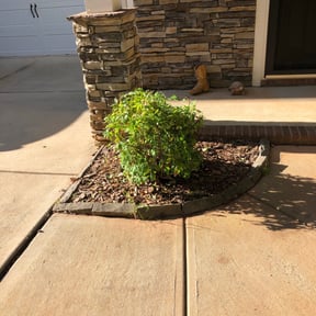 Bush Trimming by Year Round Yard Works reviewed on August 17, 2025