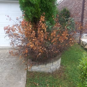 Bush Trimming by Gator Cutz Lawn Care, LLC reviewed on August 15, 2025