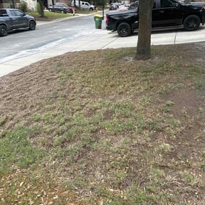 Leaf Removal by Custom Cuts reviewed on June 7, 2026