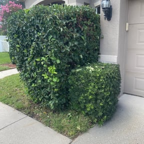Bush Trimming by Cuts are Clean reviewed on August 15, 2025