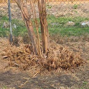 Bush Trimming by Tavares landscape service reviewed on August 19, 2025