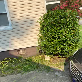 Bush Trimming by Swiftcutz reviewed on August 20, 2025