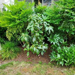 Bush Trimming by JDAA Lawn Care Service LLC reviewed on August 21, 2025