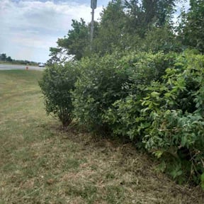 Bush Trimming by Grass master reviewed on August 15, 2025