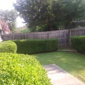 Bush Trimming by Blue Lagoon Lawn Service reviewed on August 15, 2025