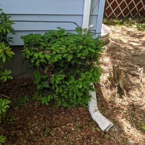 Bush Trimming by D.G landscaping reviewed on August 19, 2025