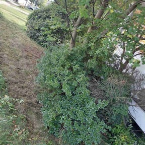 Leaf Removal by Double F Lawns reviewed on October 21, 2025