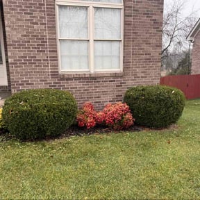 Bush Trimming by Donald Austile Lawn Care reviewed on June 28, 2021