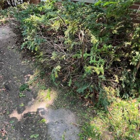 Bush Trimming by Formed Earth Lawn & Landscape, LLC reviewed on August 21, 2025