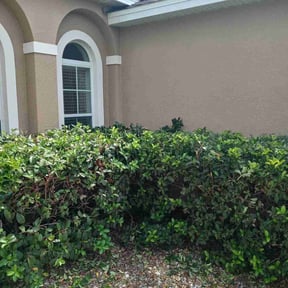 Bush Trimming by Freeman's landscaping and gardening reviewed on August 19, 2025