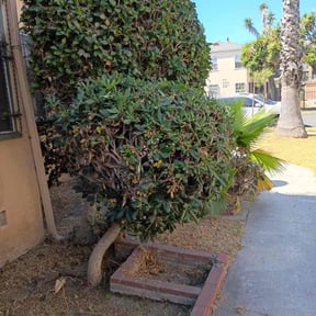 Bush Trimming by Cherry Bomb Lawn Care reviewed on October 21, 2025