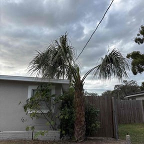 Bush Trimming by Brevard Grass Choppers reviewed on December 3, 2025