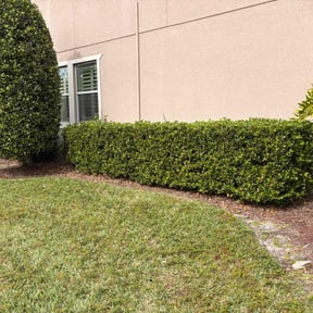 Bush Trimming by Leprechaun Lawn 318 reviewed on February 1, 2026