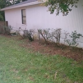 Bush Trimming by Kings landscaping reviewed on February 16, 2026