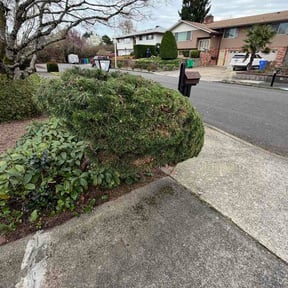 Bush Trimming by Beaver Ridge Lawn and Stone reviewed on March 21, 2026