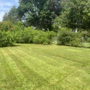 turf maintenance by Okie Lawn and Landscape reviewed on June 21, 2023