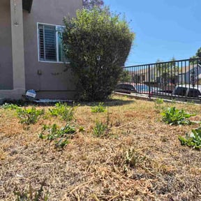 Bush Trimming by J&amp;D.S landscaping and services reviewed on May 9, 2026