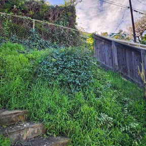 Bush Trimming by Ellis lawn care reviewed on January 18, 2026