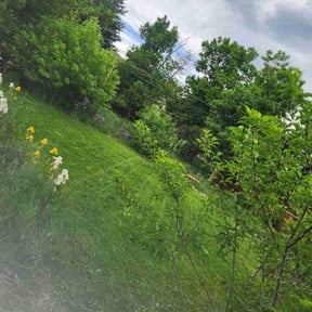 lawn care by Mower man reviewed on June 4, 2025