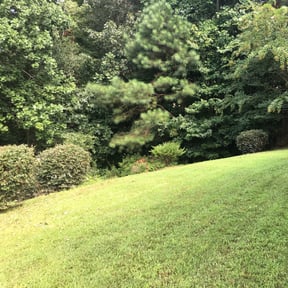 Bush Trimming by A.V Masonry & Construction reviewed on August 15, 2025