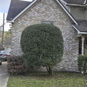 Bush Trimming by Hudson Lawn Pro reviewed on March 2, 2026