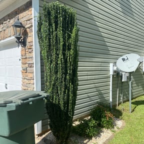 Bush Trimming by Jhon&#039;s Landscaping reviewed on August 19, 2025