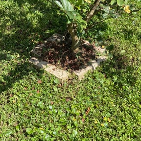 Flower Bed Weeding by Big O Mows Landscaping reviewed on August 20, 2025