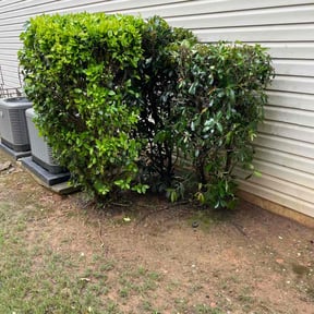 Bush Trimming by GC Lawn Care & Landscaping Services reviewed on August 21, 2025