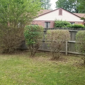 Bush Trimming by Choice Specialties LLC reviewed on August 18, 2025