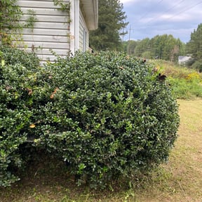 Bush Trimming by Pull Up On Me Jase reviewed on August 21, 2025