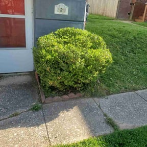 Bush Trimming by River City Lawn Service reviewed on August 16, 2025
