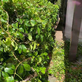 Bush Trimming by Tyler's landscaping reviewed on August 19, 2025