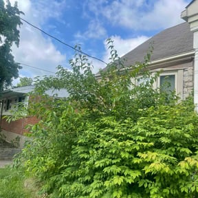 Bush Trimming by Tegridy Lawn and Home Care reviewed on August 19, 2025