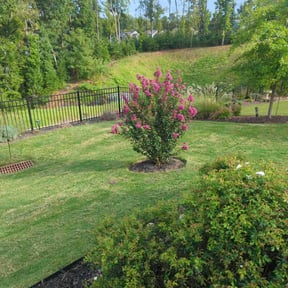 Leaf Removal by Cutting up Lawn and Tree Care reviewed on July 21, 2022