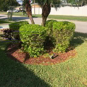 Bush Trimming by All Lawn Services reviewed on August 15, 2025