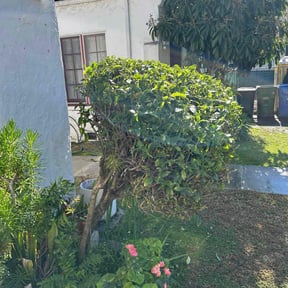 Bush Trimming by Cut Rite reviewed on January 20, 2026