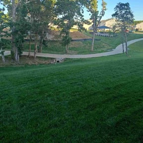grass maintenance by Ramiro's Lawn Care reviewed on April 12, 2025