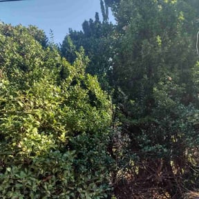 Bush Trimming by Greg's gardens reviewed on August 20, 2025