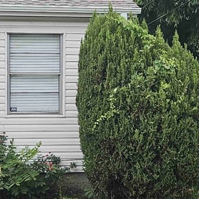 Bush Trimming by Killian Landscaping, LLC. reviewed on August 17, 2025