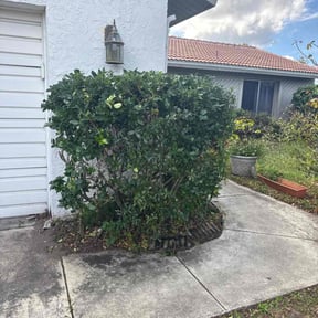 Bush Trimming by Home Care by The Beach LLC reviewed on November 27, 2025