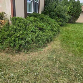 turf maintenance by Bob&#039;s reviewed on August 10, 2025