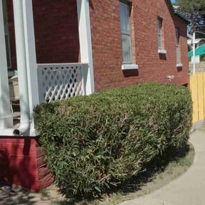 Bush Trimming by A&S Landscaping and Snow Removal reviewed on August 17, 2025
